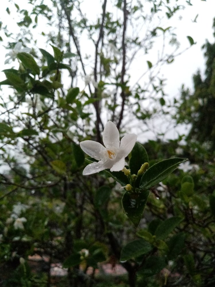 Photo #4956027