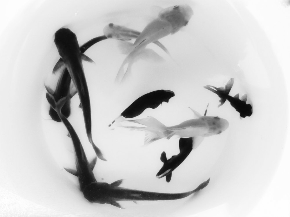 Photograph by Swapnil Bavaria