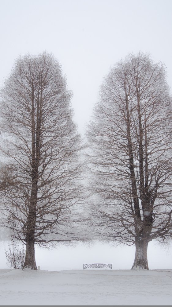 Lonely Trees