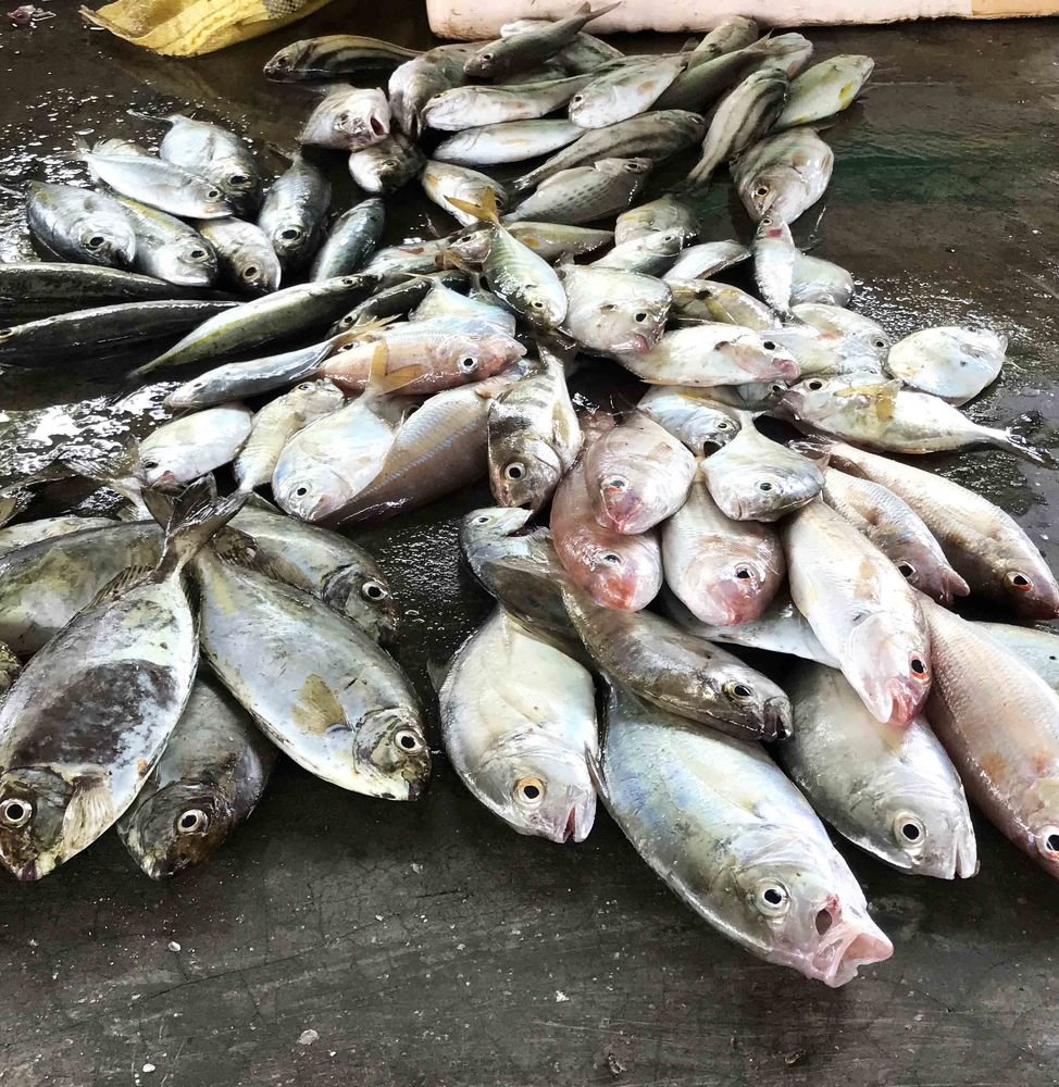 Photograph by Edward Arnold