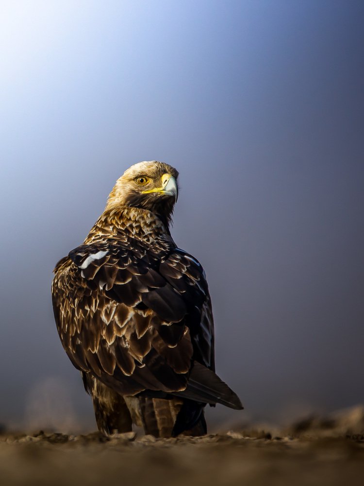 Photograph by Ravi Patel