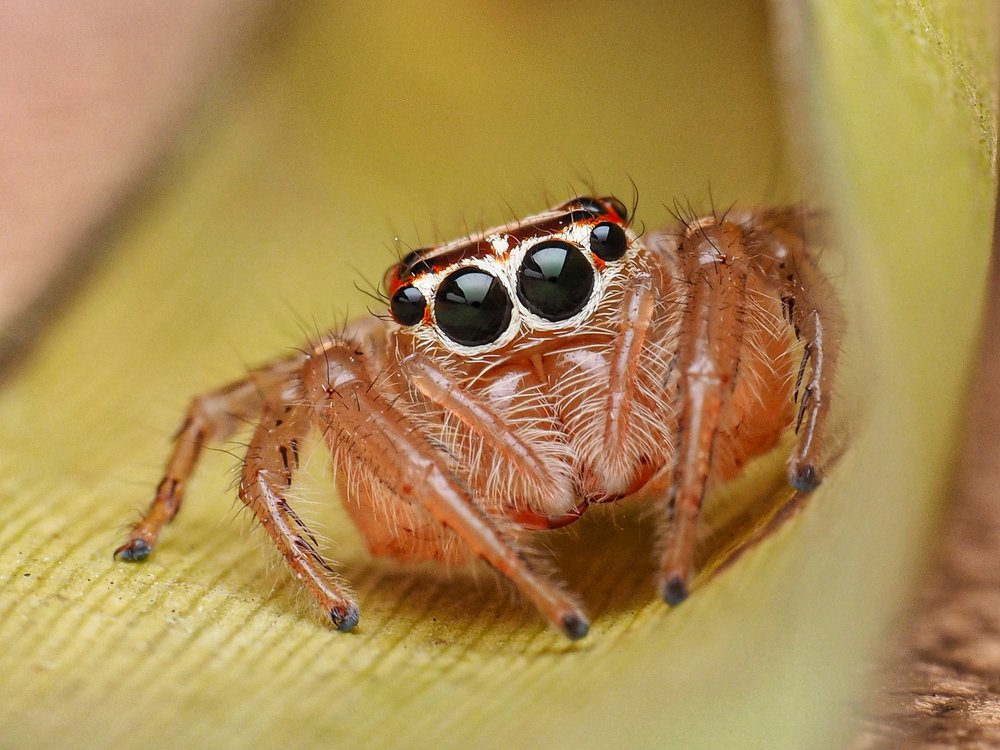 Photograph by Bario hadiprayogo