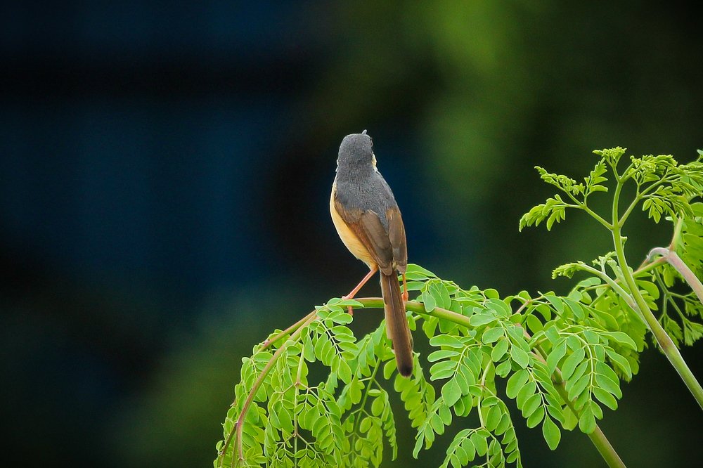 Photograph by Abhishek Naikwade