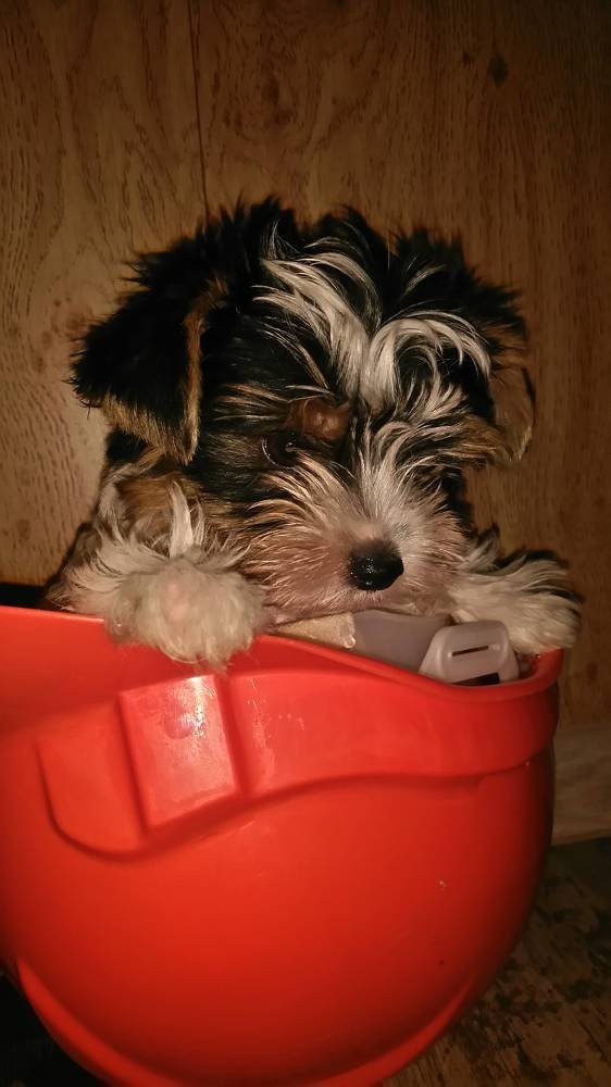 Photo #4956379