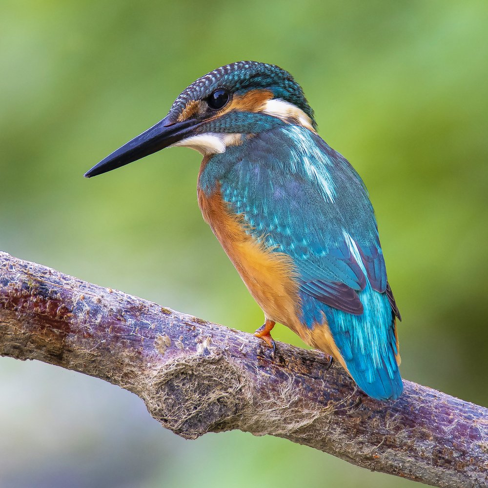 Зимородок. На охоте!