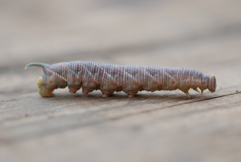 Photograph by Оксана Трофименко