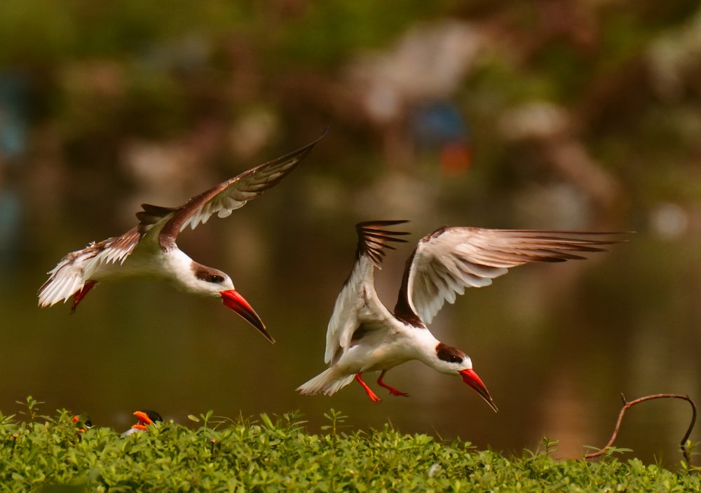 Indian skimmers endangered species