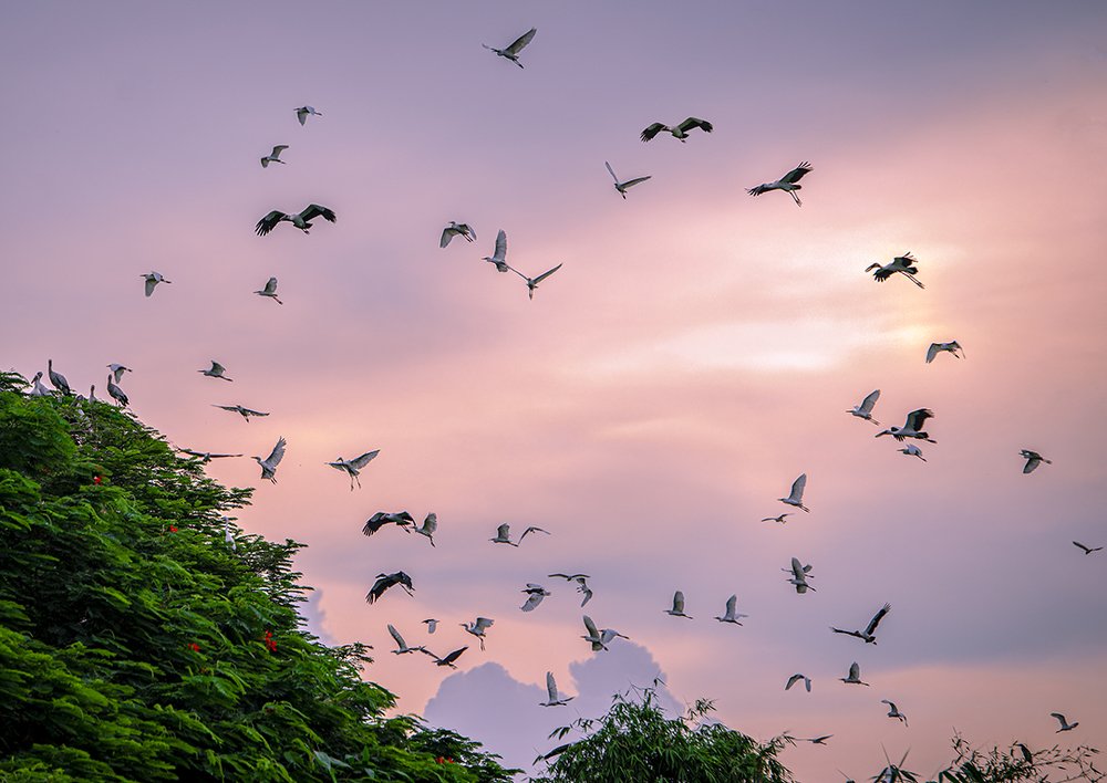 Đảo cò thành phố Hưng Yên