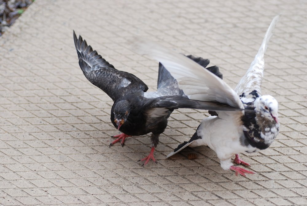 Photograph by Оксана Трофименко