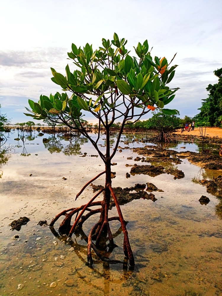 The Mangrove