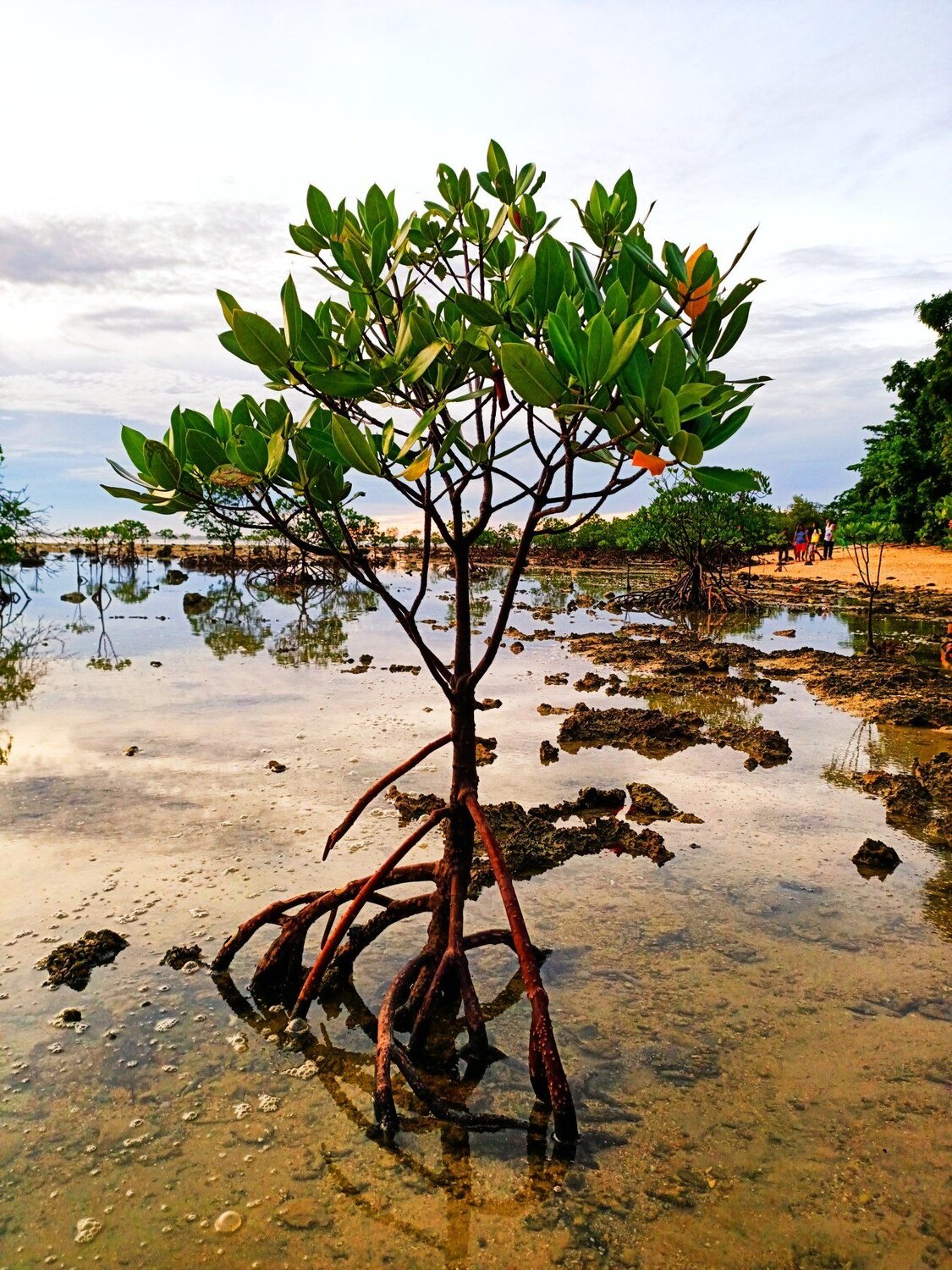 The Mangrove