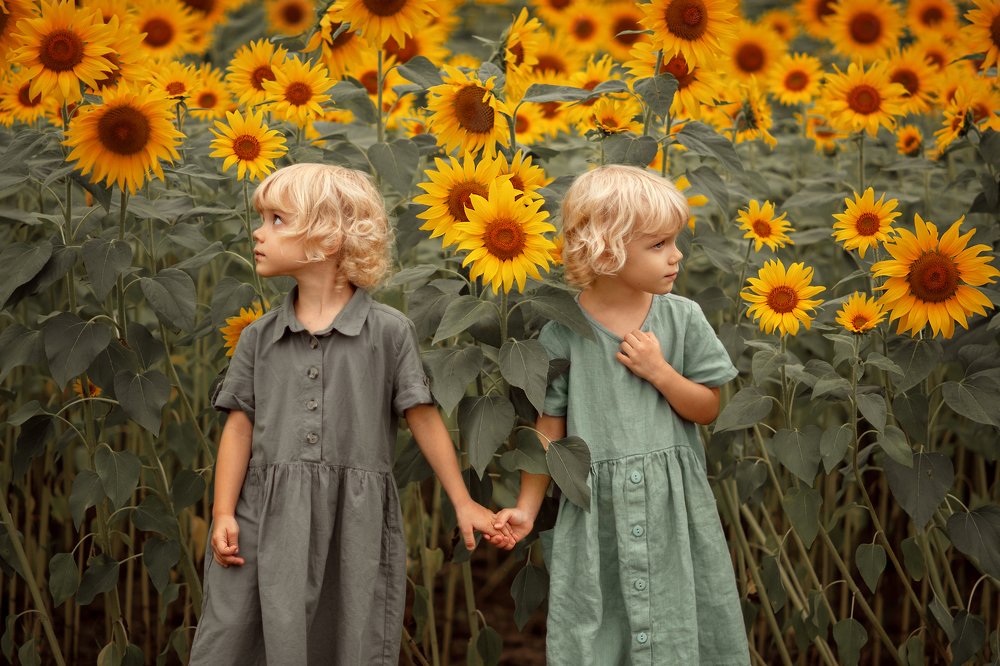 Walk in Sunflowers