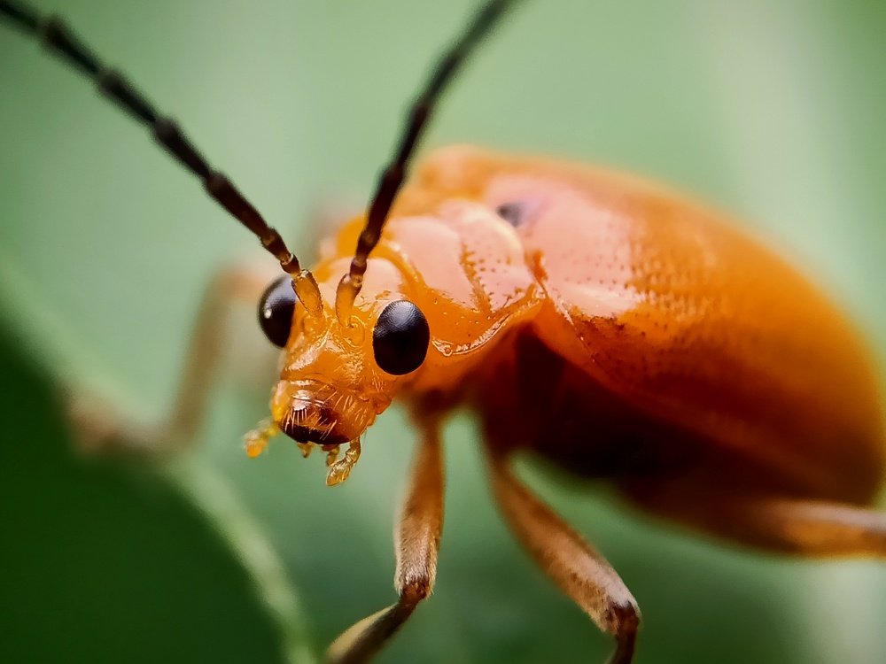 Pumpkin Beetle
