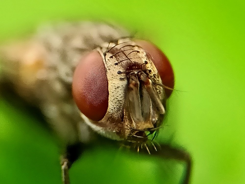 Eyes of House Fly