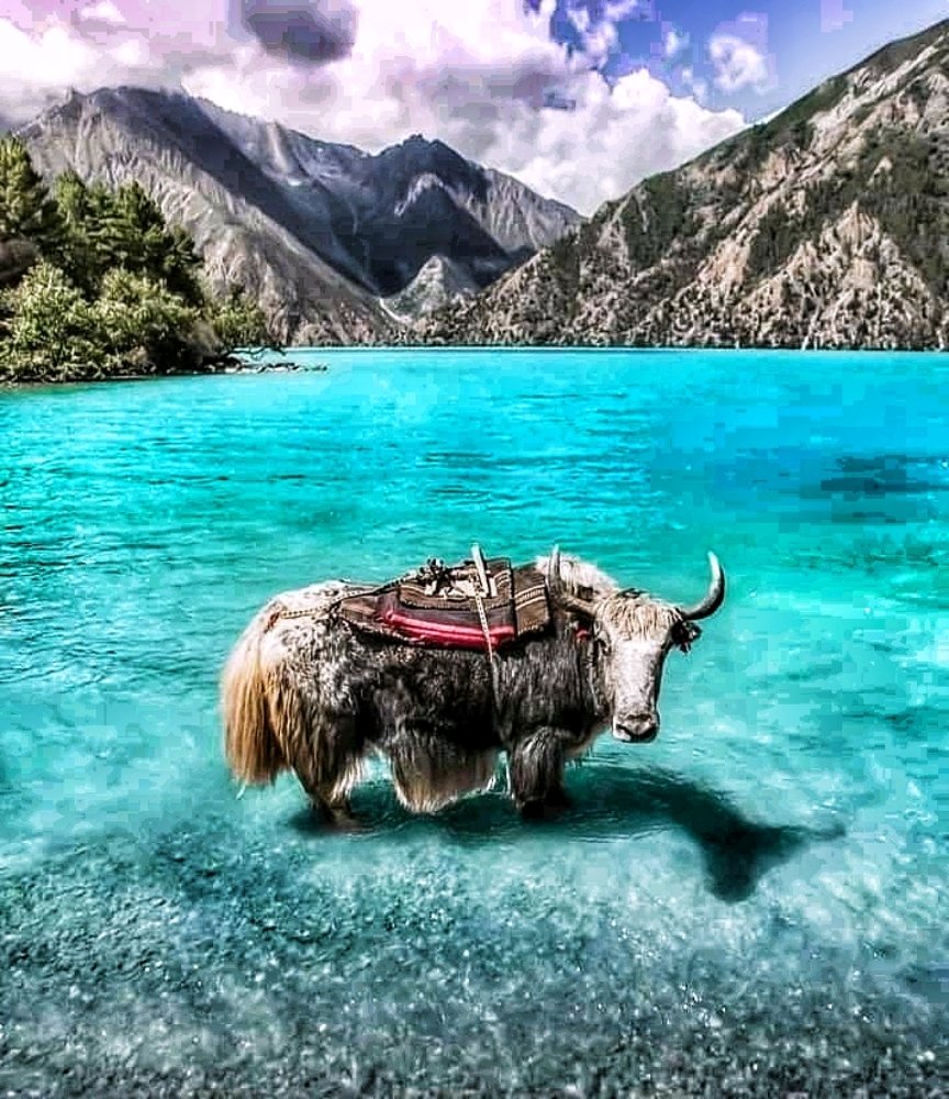 Himalayan yak in she-phoksundo lake, Nepal