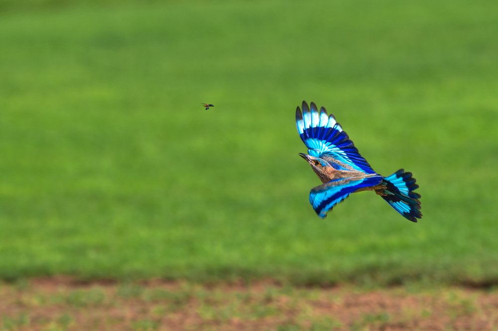 Indian Roller to a catch
