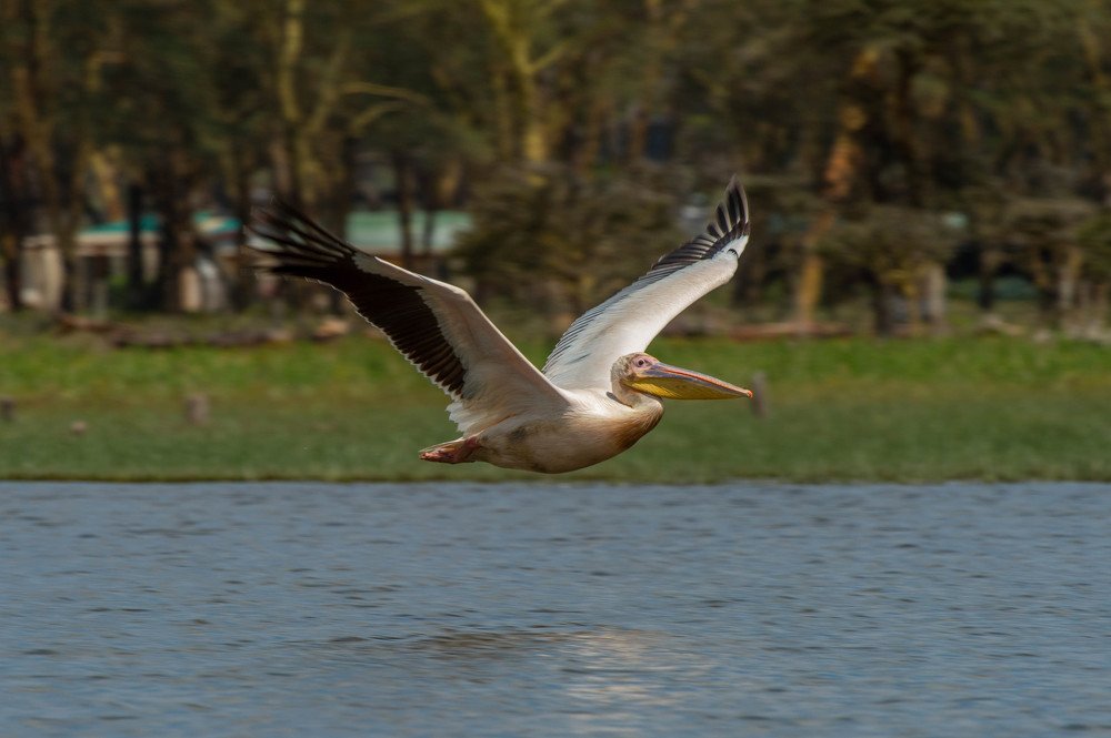 Photograph by Renny Poulose