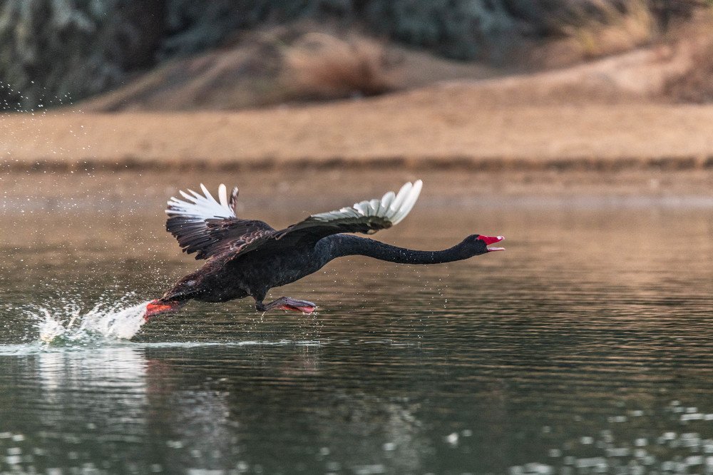 Photograph by Renny Poulose