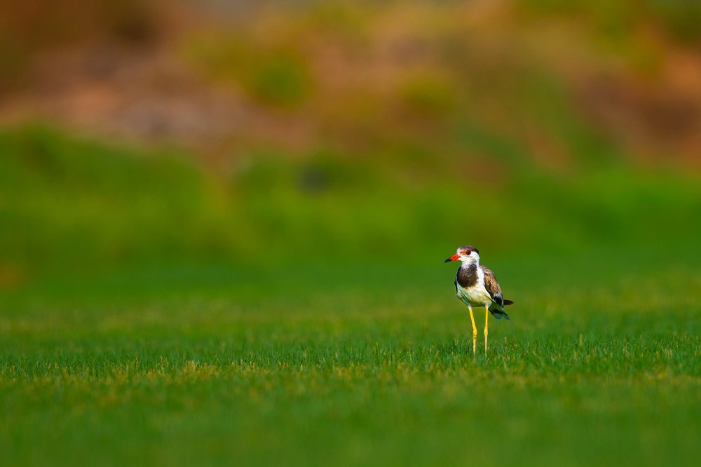 Photograph by Renny Poulose