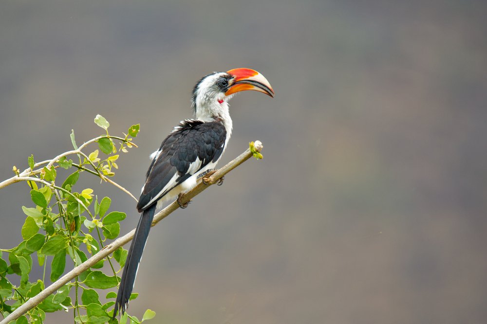 Photograph by Renny Poulose