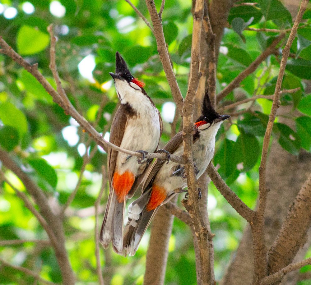 Photograph by Shaumit Seth