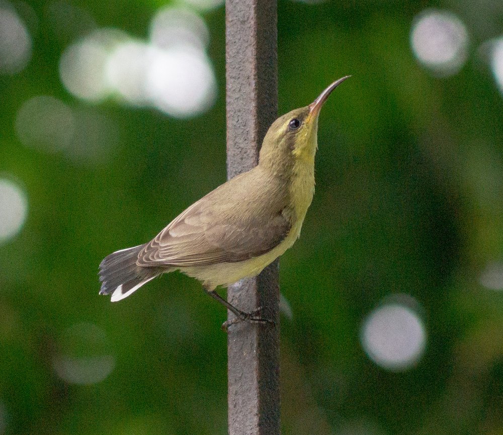 Photograph by Shaumit Seth