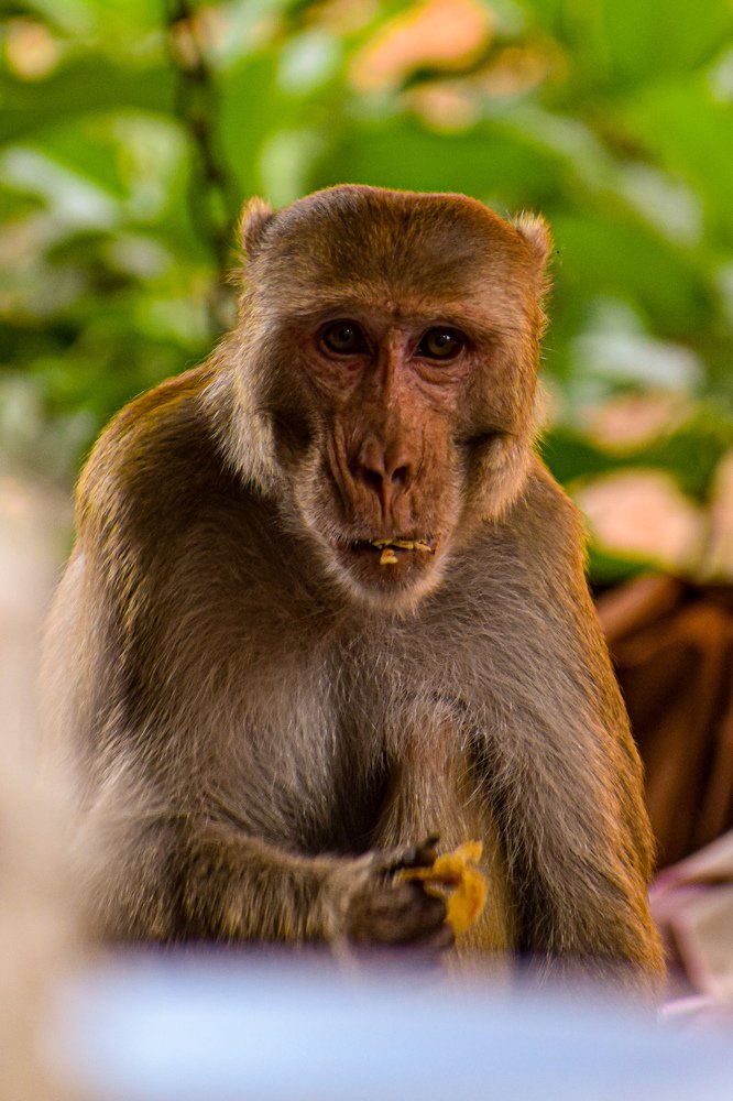 MONKEY AND HIS FOOD