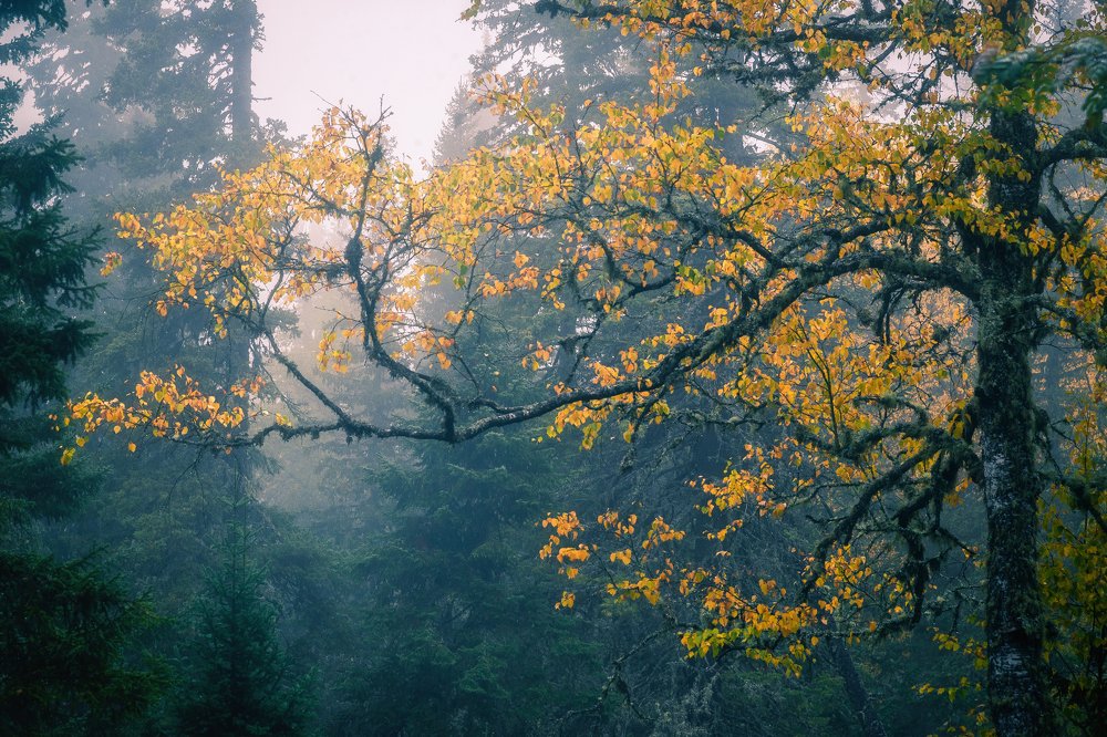 Photograph by Даниил Силантьев