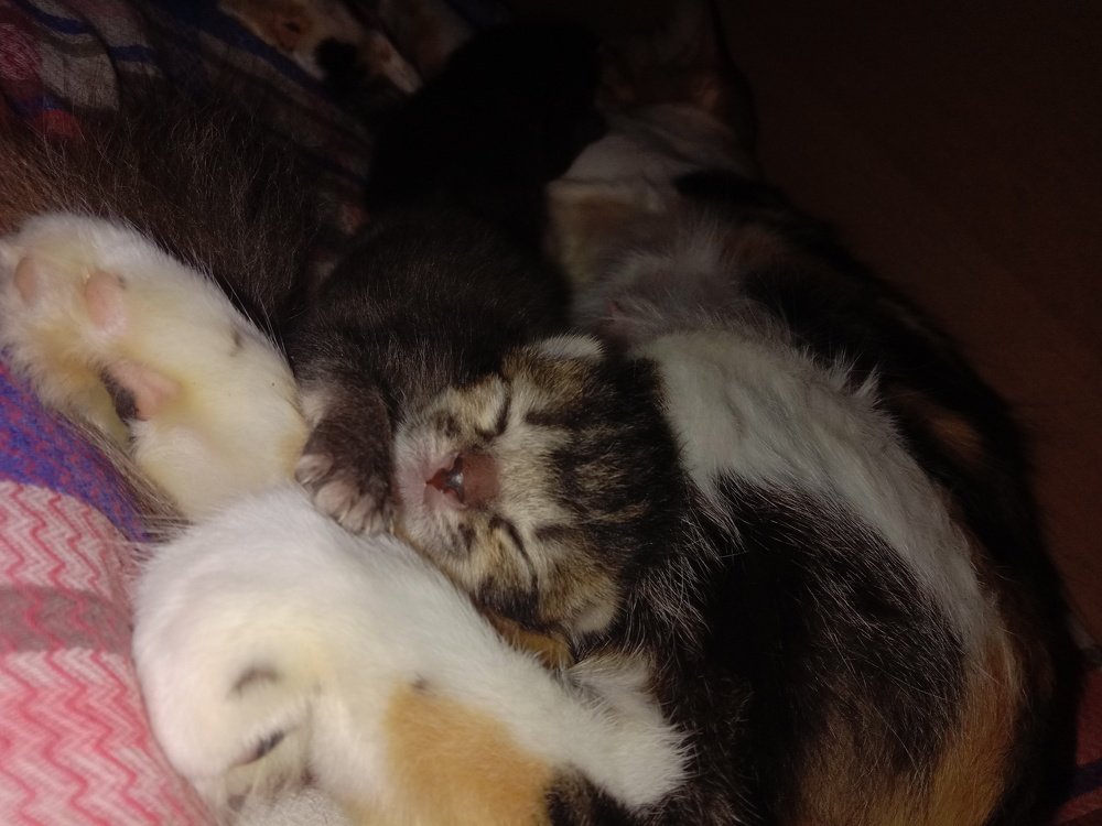 Photo #4957947