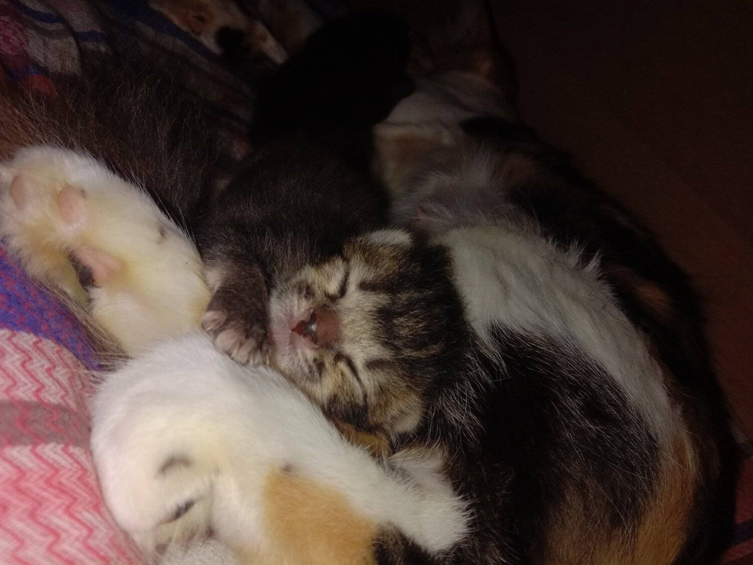 Photo #4957947