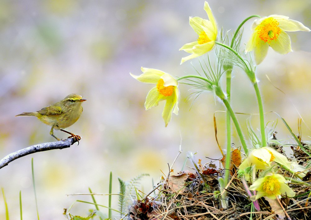 Пеночка с подснежниками