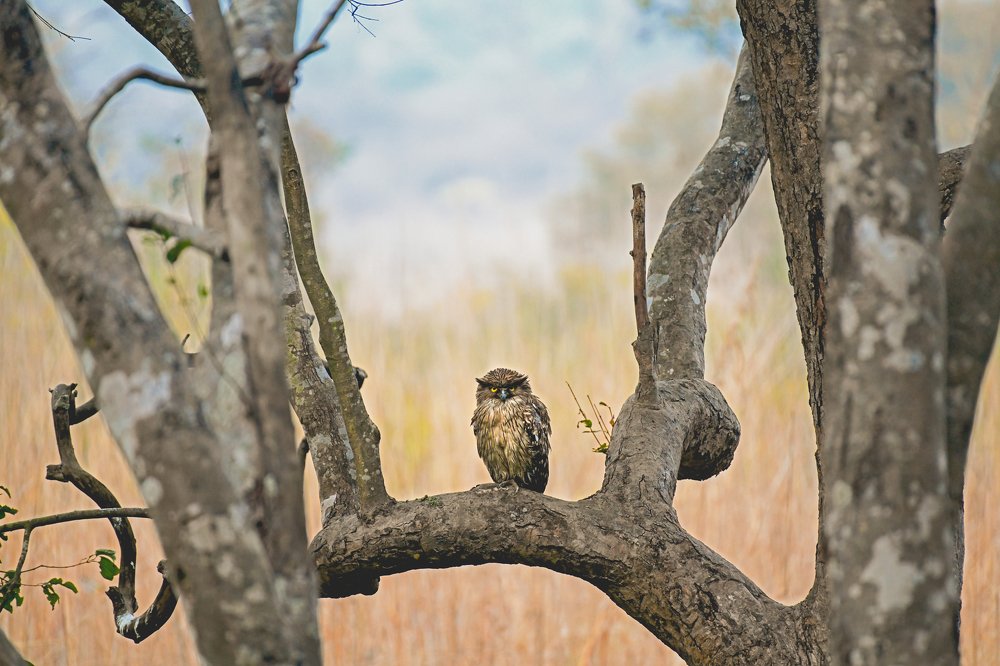 Nature in focus - Brown Fish Owl
