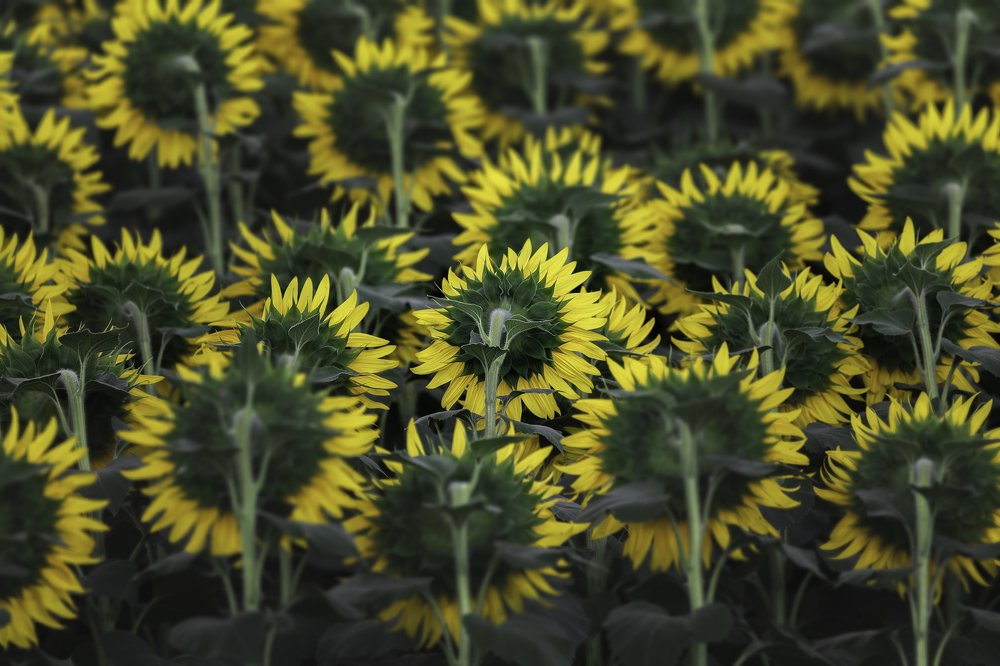 Photograph by Армен Майтесян