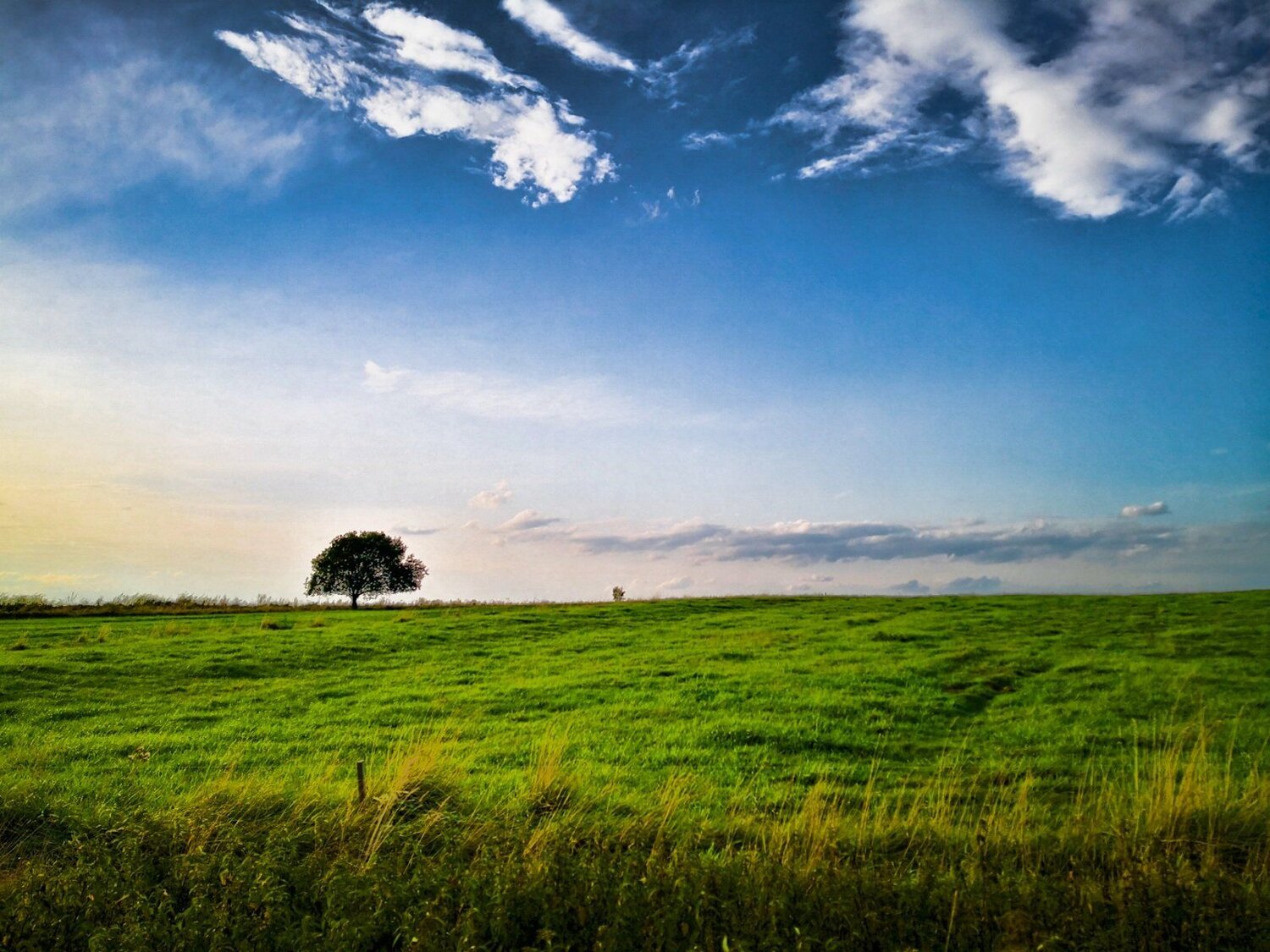 One tree