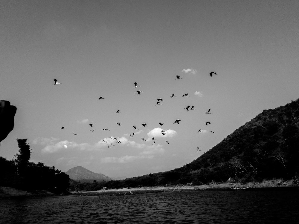 Photo #4958267