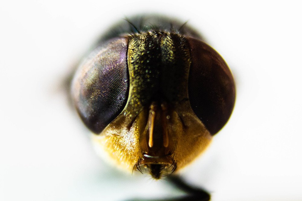 Photograph by Aaron de Dios Hornedo Hinojosa