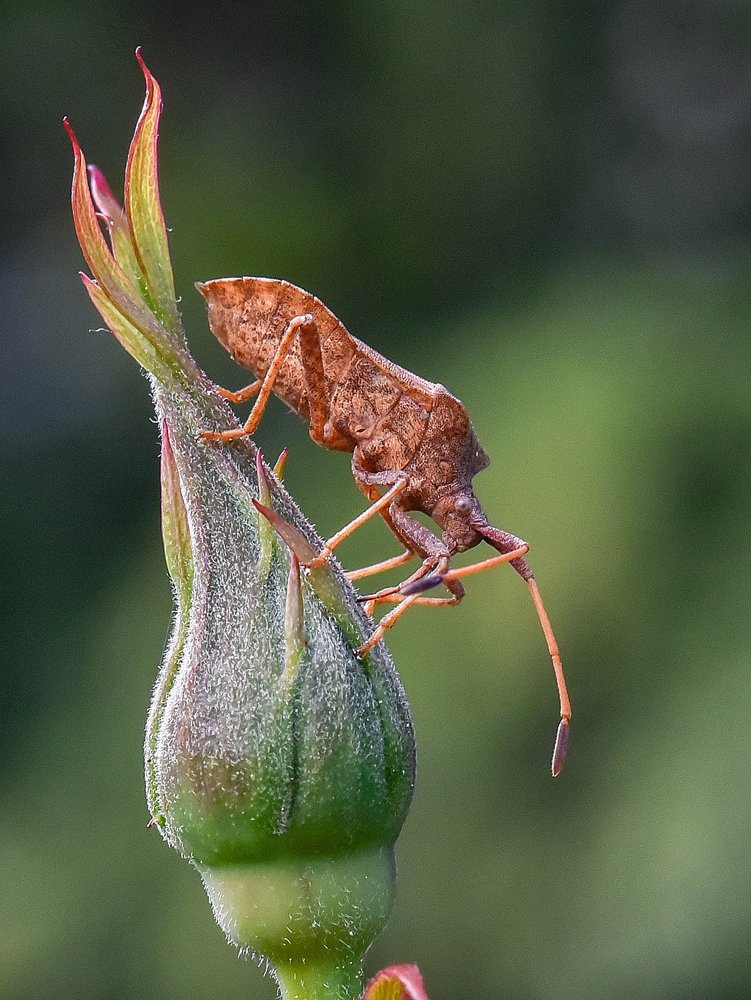 Photograph by René Boulanger
