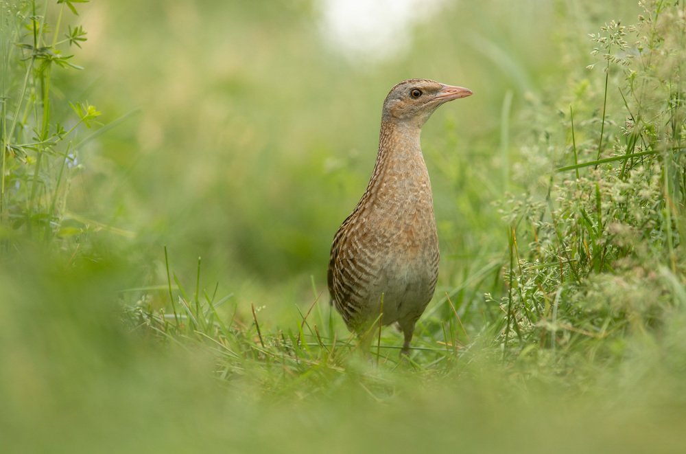 Photograph by Владимир Пакалевич
