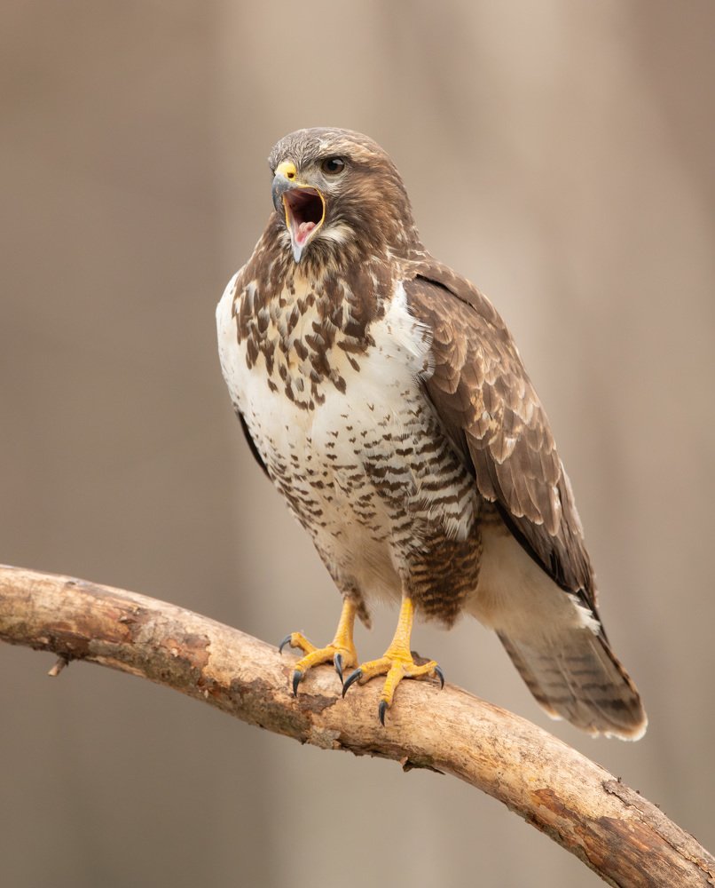 Photograph by Владимир Пакалевич