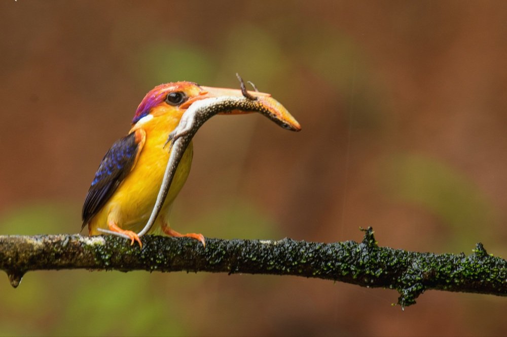 Oriental drawf kingfisher at kokan