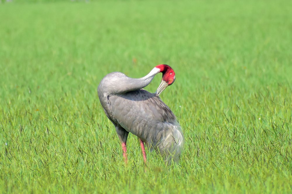Photograph by Saranjith Vydia
