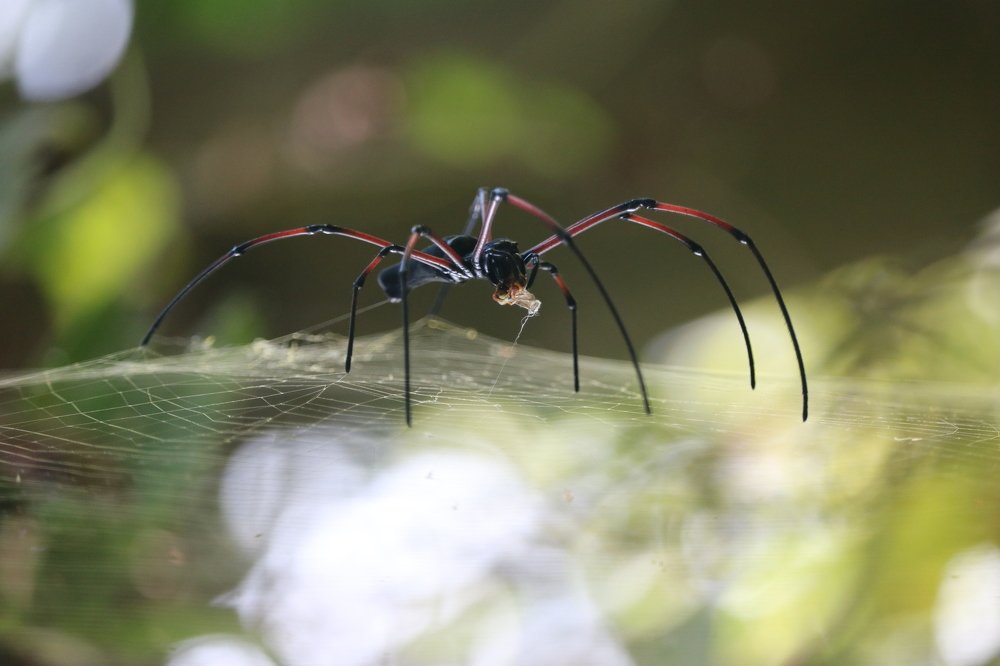 Macro