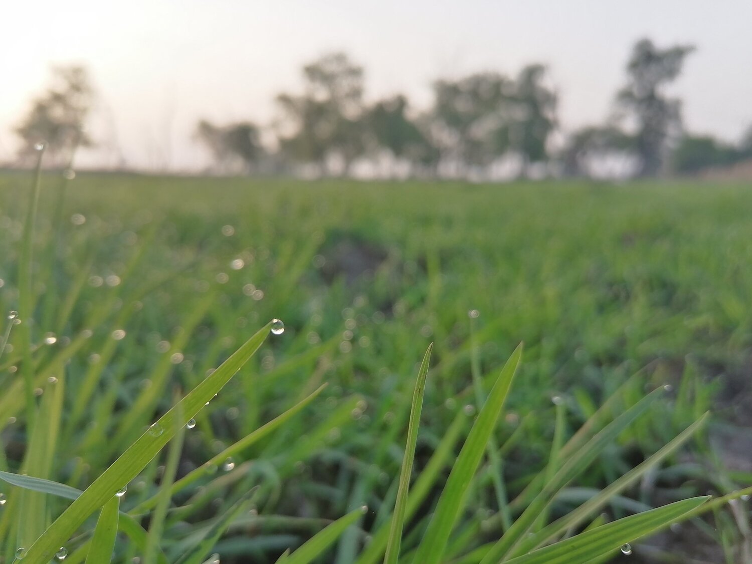 Water tears