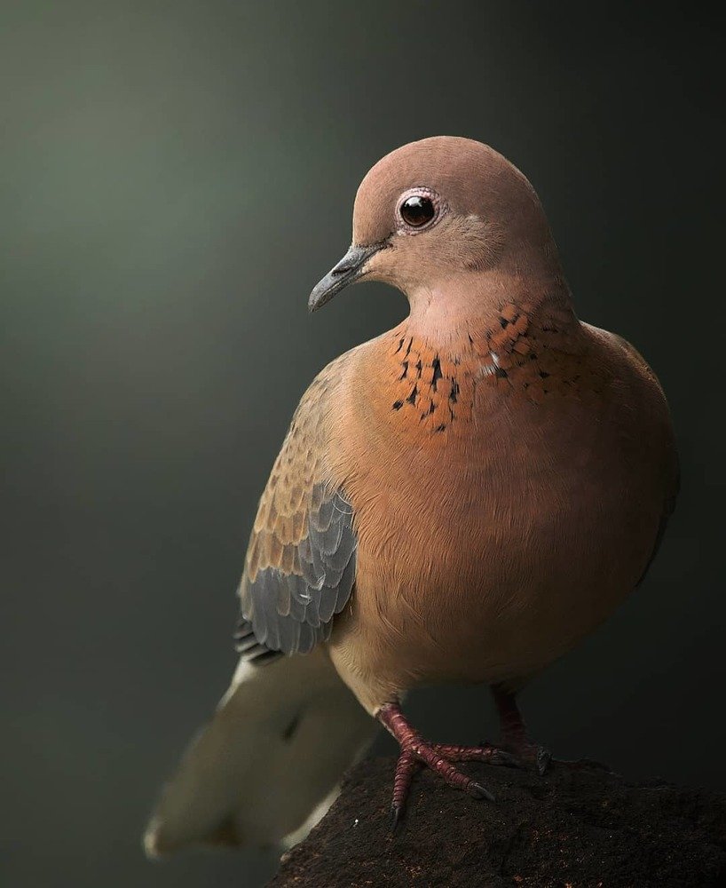 Photograph by Anirudh Vidyabhushan