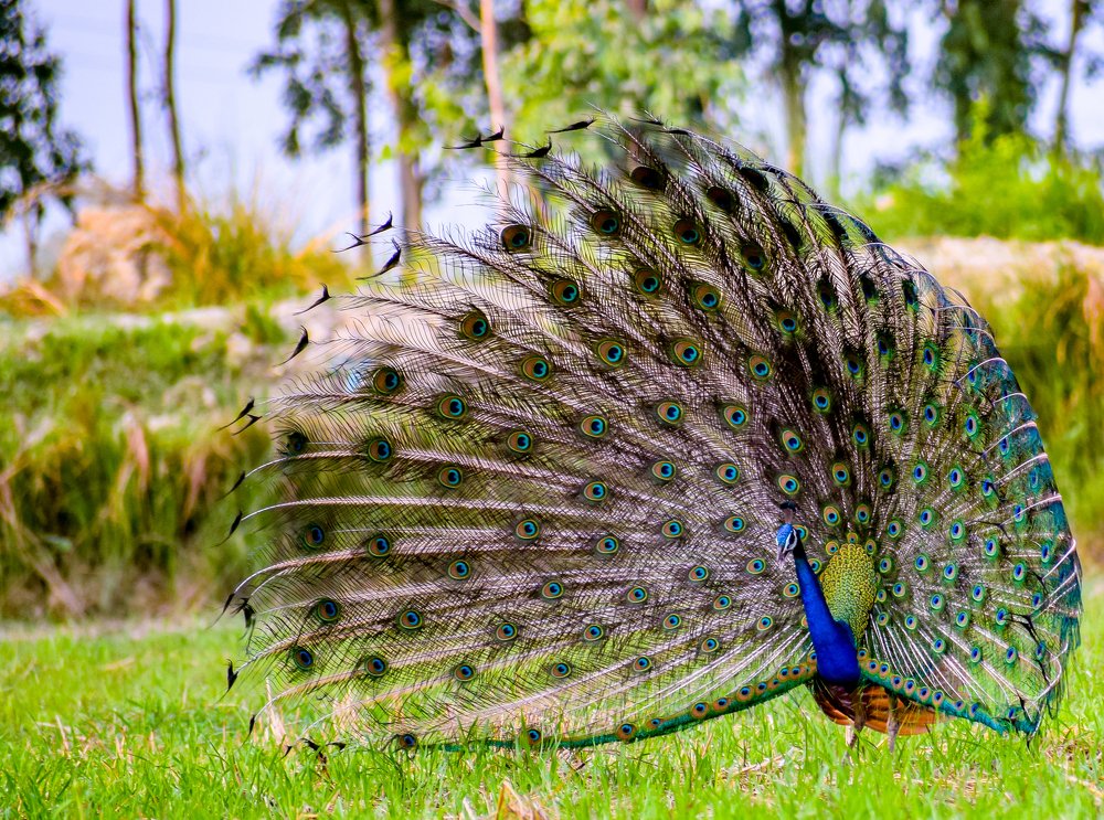 THE INDIAN PEACOCK