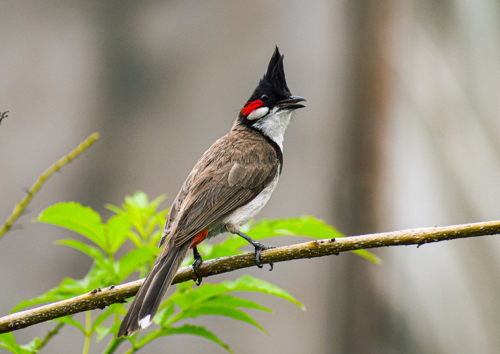 Photograph by vidisha singh