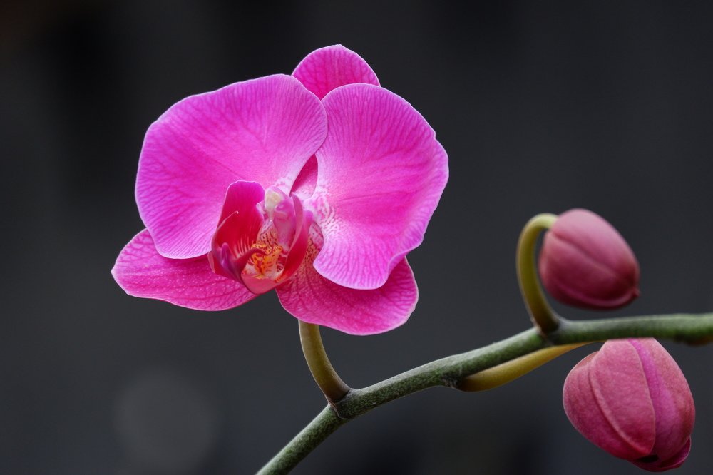 Purple Moth Orchid