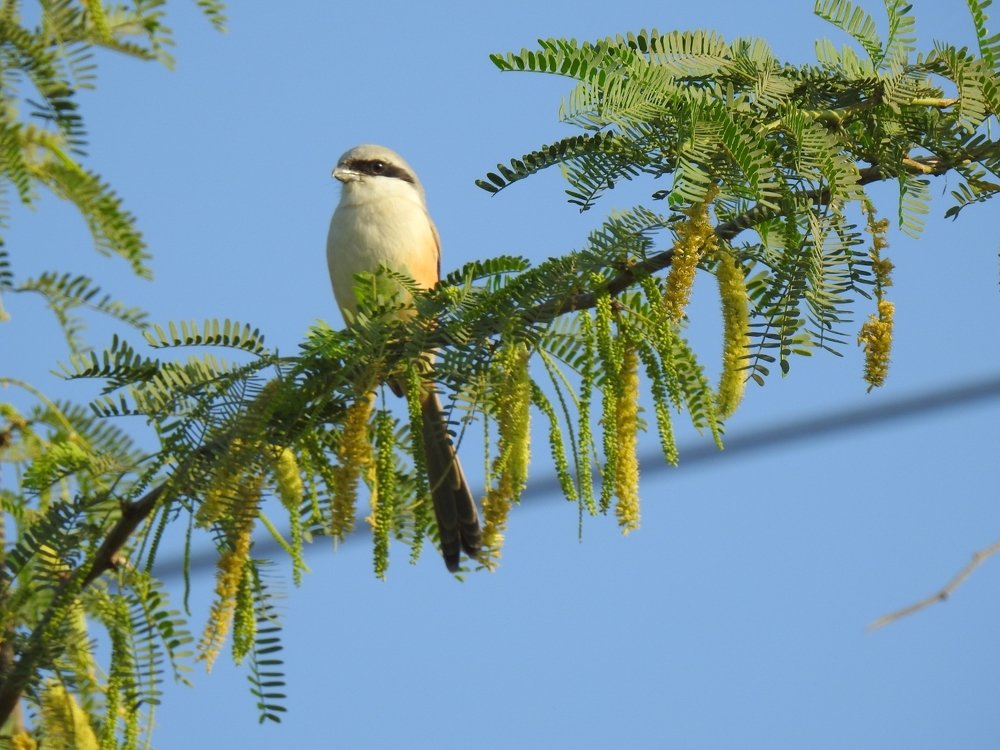 Photograph by Bhairawnath Wakale