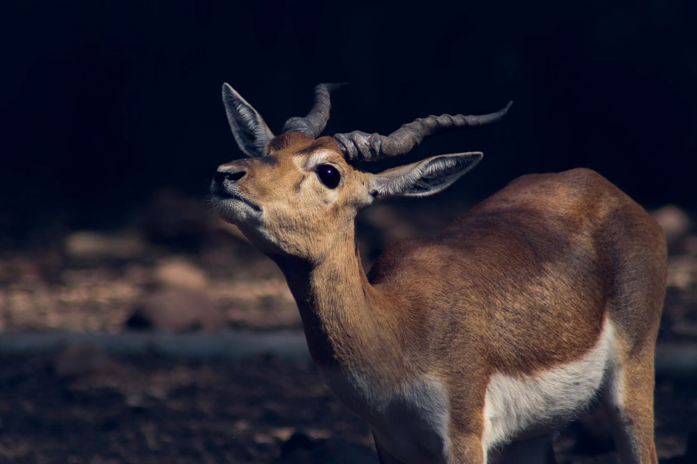 Photograph by Shubham Singh