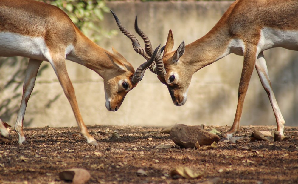 Фотография автора Shubham Singh